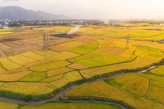 Mùa vàng rực rỡ bên dòng sông Cái, thành phố Nha Trang. 