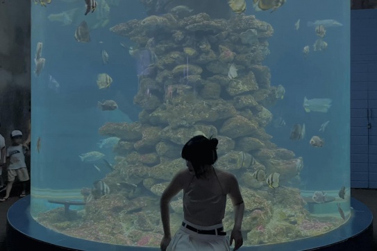 Đi Nha Trang xem cá hông?