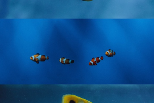 Một ngày ở Viện Hải Dương Học 