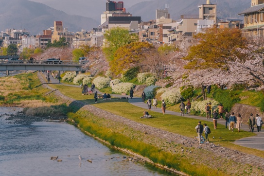 Hanami - Văn hoá ngắm hoa anh đào của người Nhật