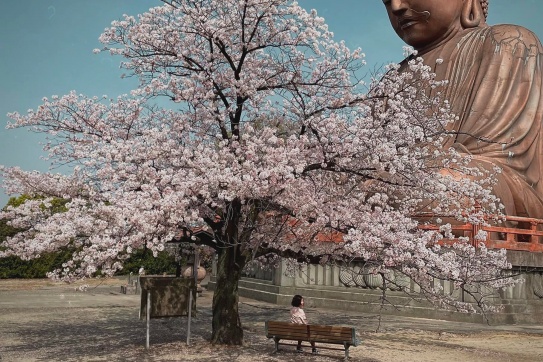 Nagoya | Ngắm hoa anh đào đẹp nhất Nhật Bản!