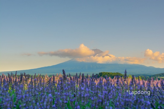 Oải hương nhuộm tím chân Phú Sĩ