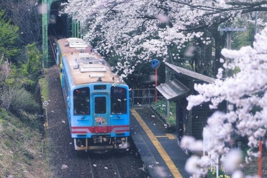 Tuyến đường sắt Nhật Bản mùa nào cũng đẹp xao xuyến 