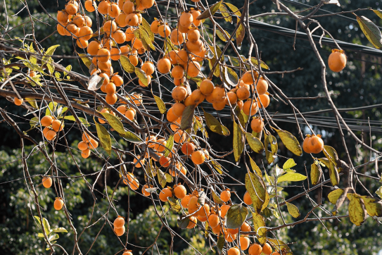 Giới trẻ check-in rần rần bên cây hồng 200 tuổi đẹp ngỡ ngàng tại Ninh Bình