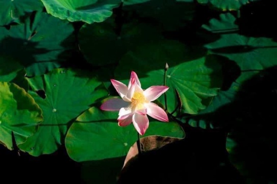 Chân núi Ngọa Long