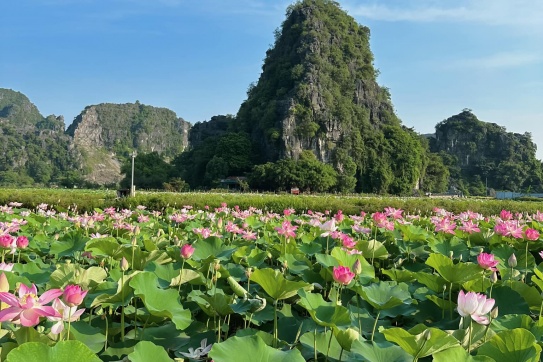Check in đầm sen Hang Múa - Ninh Bình