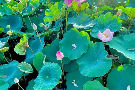 Đầm Sen - Hang Múa