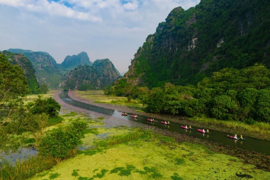 Chèo thuyền giữa thảm hoa súng nở rộ