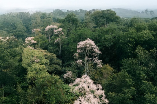 Hãy là một người đơn giản, muốn đi lên rừng....