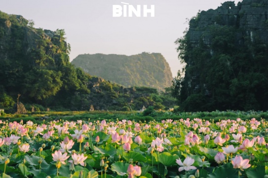 Ninh Bình | Mùa sen nở