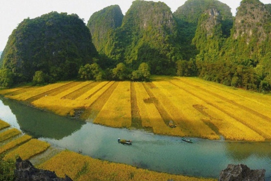 Gánh lúa Tam Cốc - gánh cả mùa vàng, gánh cả niềm vui