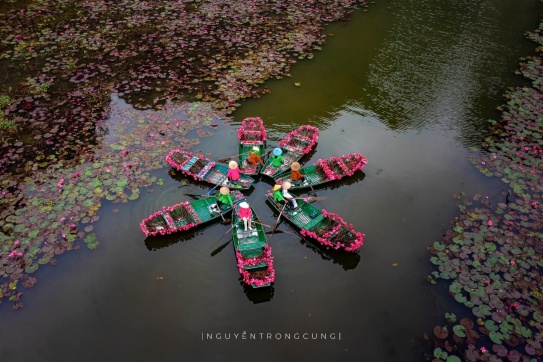 Ninh Bình, Tam Cốc, mùa hoa súng nở đẹp như một bức tranh.