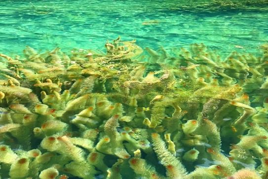 Khi mùa thu gõ cửa bến Tràng An!