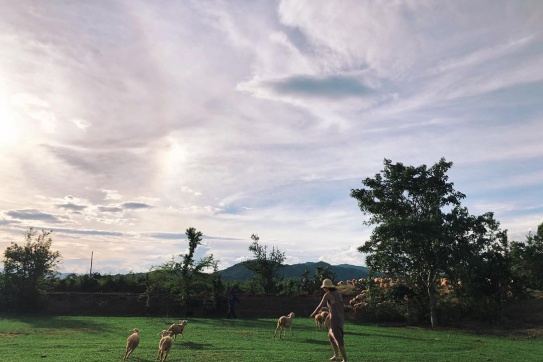 Lạc vào xứ sở du lịch ở Đồng cừu An Hòa - Ninh Thuận