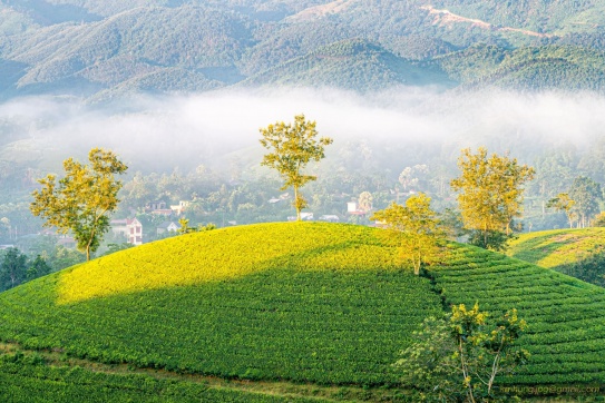 Dải ngân hà và bình minh trên đồi chè Long Cốc, Phú Thọ