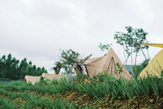 Đồi dứa Đồng Din | Điểm đến Phú Yên