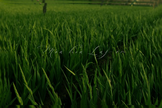 Check-in Phú Yên & Vườn hoa Lay-ơn