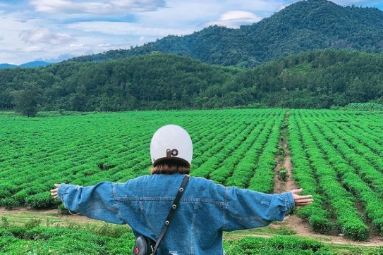 Lạc vào đồi chè Đông Giang tựa Mộc Châu tại Quảng Nam