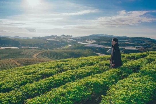 Đồi chè Đông Giang “thiên đường xanh” của Quảng Nam