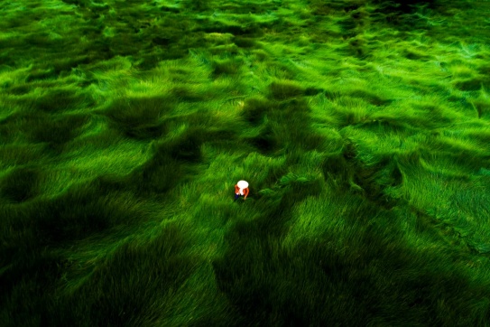 Đồng cói ở Quảng Nam 