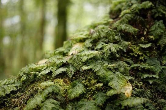Đỗ quyên đỏ trên đỉnh K’Lang (Tây Giang, Quảng Nam)