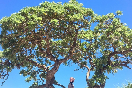 Lý Sơn • Viên ngọc xanh giữa biển trời Quảng Ngãi