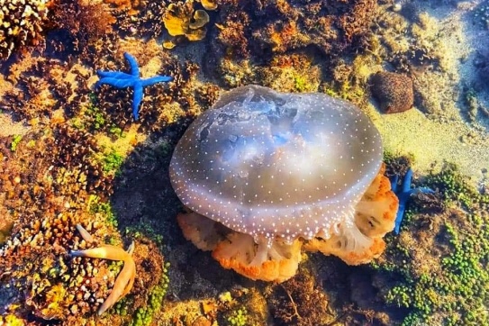 Gành Yến (Quảng Ngãi) | Yêu những gì thiên nhiên ban tặng