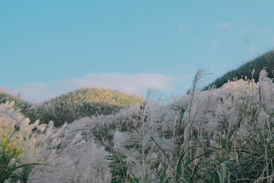 Quảng Ninh có một vương quốc cỏ lau