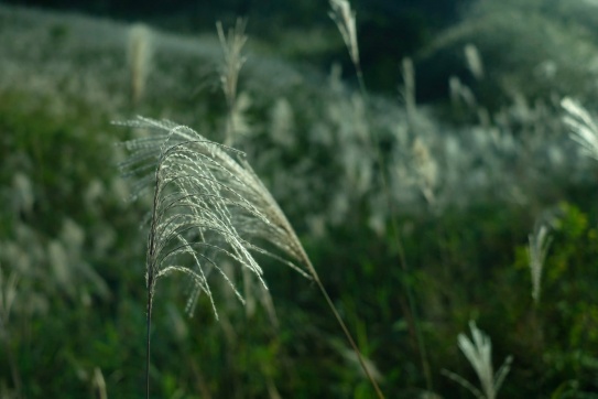 Bình Liêu tháng 11