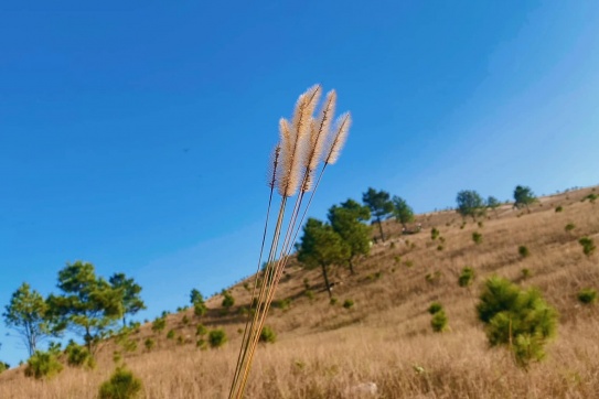 Mùa cỏ cháy năm nay bạn đã check-in tại Đỉnh Phượng Hoàng chưa?