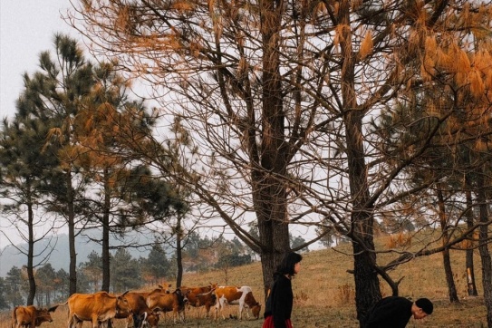 Đồi Phượng Hoàng (Uông Bí) - Vùng đất thơ mộng cuốn hút lạ kỳ