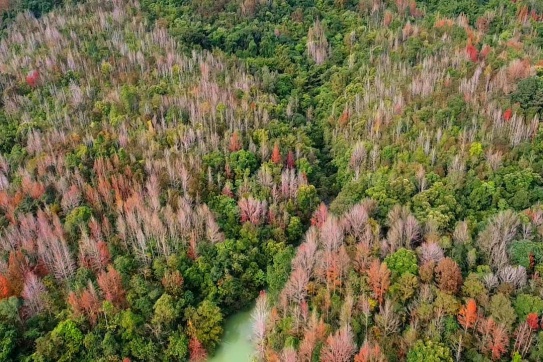 Cánh rừng Phong Hương đổi màu 