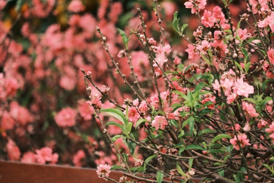 Sài Gòn 25 Tháng Chạp.......