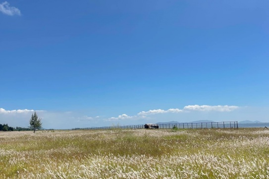 Cần Giờ mùa cỏ lau