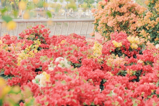 Chợ hoa Bến Bình Đông - Quận 8, một chiều tháng Chạp