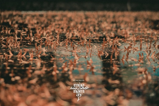 Ngẩn ngơ với Sài Gòn lãng mạn mùa hoa chò bay