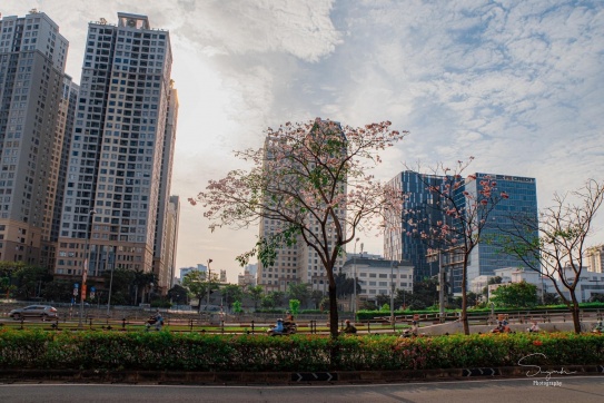 Chờ mãi cũng đến mùa hoa kèn hồng ở Sài Gòn