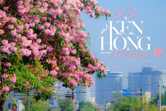 8/3 Saigon Kèn Hồng nở hoa