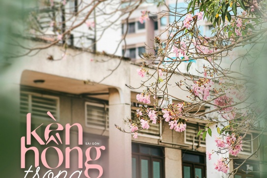 Sài Gòn | Một mùa kèn hồng trong gió