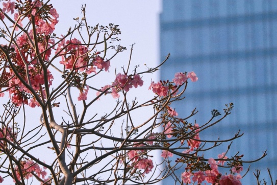 Sài Gòn mùa kèn hồng