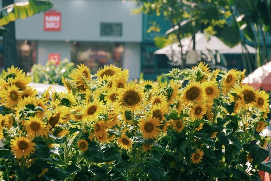 Không khi tết đã bắt đầu rộn ràng