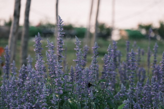 Sài Gòn, buổi chiều cuối cùng của tháng 2