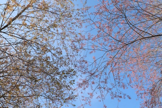 Đồi chè Ô Long - Sapa