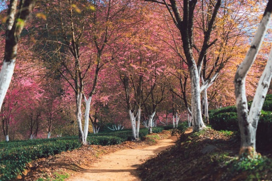 Đồi chè Ô Long (Sapa) ngày tan mây