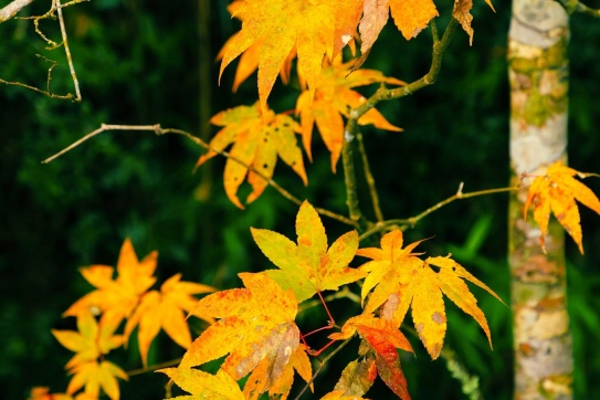 Rừng quốc gia Hoàng Liên Sơn - trên đường chinh phục Fansipan.