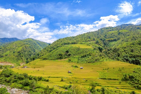 Cập nhật mùa lúa chín Sapa lúc này!