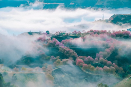 Ngất ngây “thiên đường” mai anh đào đẹp nhất Việt Nam