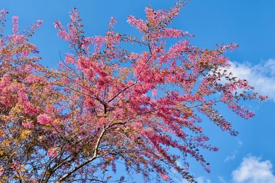 Mai Anh Đào - Đồi chè ô Long Sapa 