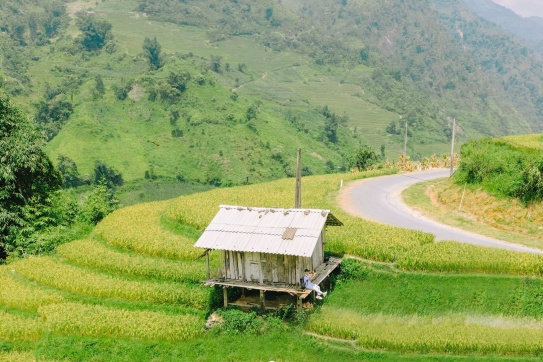 NẬM CANG (SAPA) - MÙA LÚA CHÍN