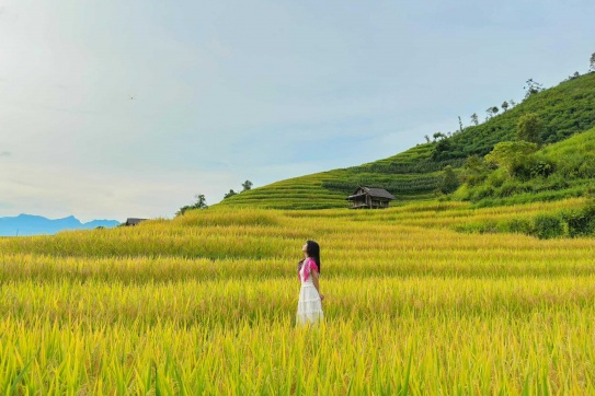 NẬM CANG - MÙA LÚA CHÍN